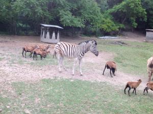 Villa Santa Paolina - Zoo Safari
